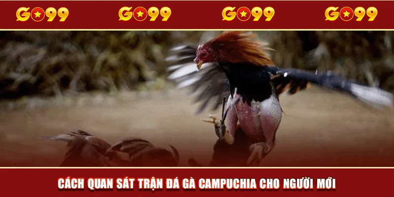 Cách quan sát trận đá gà Campuchia cho người mới