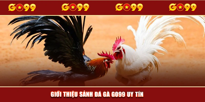 Giới thiệu sảnh Đá gà GO99 uy tín